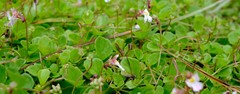 Diclis rotundifolia