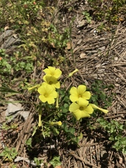 Oxalis pes-caprae