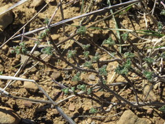 Pelargonium plurisectum