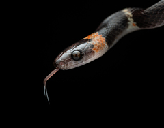 Forest Flame Snake photo 4