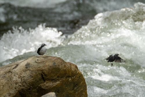 White-capped Dipper (Cinclus leucocephalus), photo 8