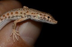 Blanford's Short-Nosed Desert Lizard photo 5