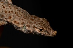 Blanford's Short-Nosed Desert Lizard photo 3