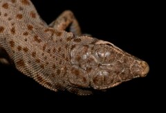 Blanford's Short-Nosed Desert Lizard photo 4