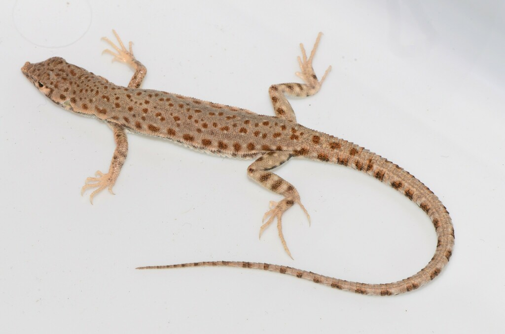 Blanford's Short-Nosed Desert Lizard