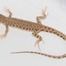 Blanford's Short-nosed Desert Lizard - Photo no rights reserved, uploaded by Marius Burger