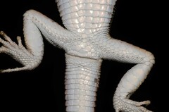 Blanford's Short-Nosed Desert Lizard photo 2