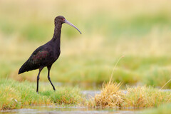 Puna Ibis photo 3
