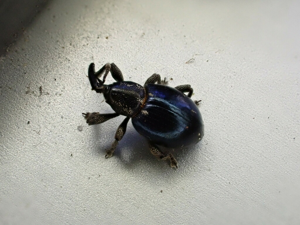 Smicronyx cyaneus