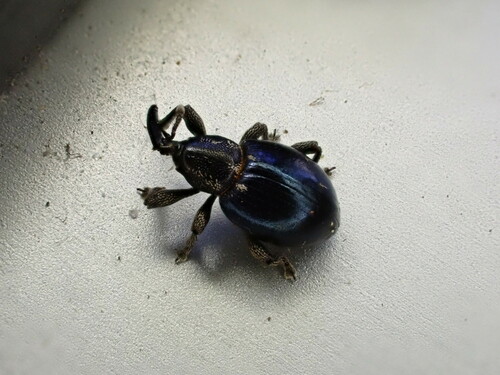 Smicronyx cyaneus