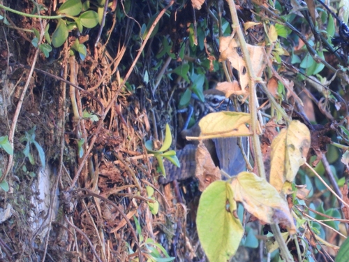 Spot-breasted Wren (Pheugopedius maculipectus), photo 6