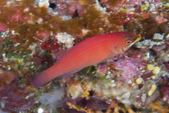 Pseudocheilinus evanidus