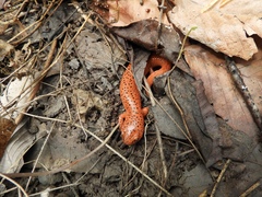 Pseudotriton ruber schencki