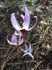 Erythronium hendersonii