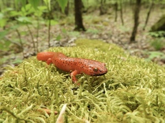 Pseudotriton ruber schencki