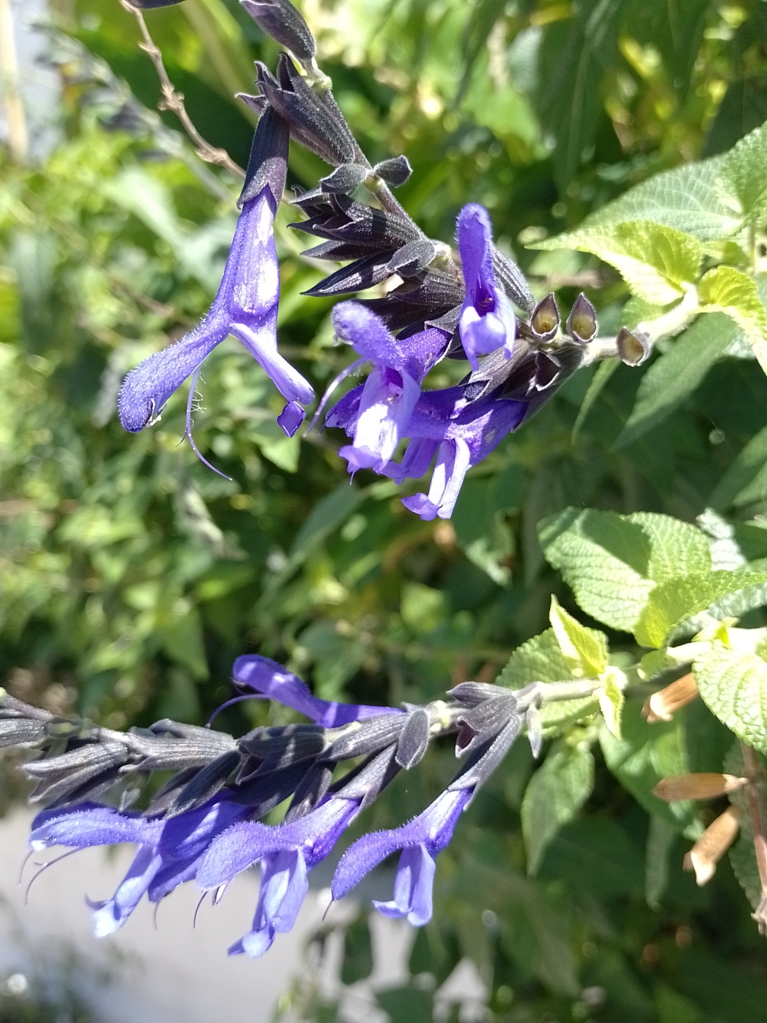 Imagem de Sálvia azul