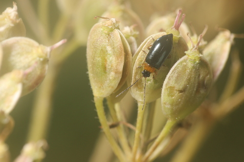 Luperus viridipennis, 2021-08-05