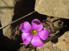 Oxalis strigosa