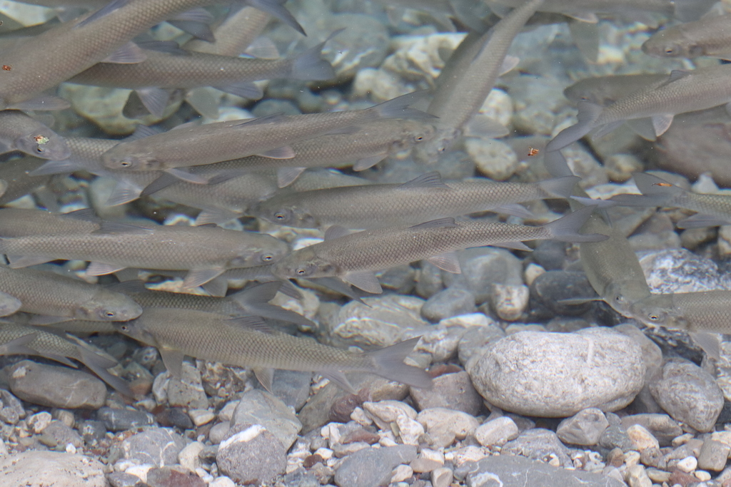 Antalya-schraapbarbeel (Capoeta antalyensis) — Cyprinidae