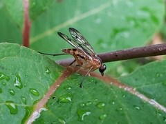 Rhagio albicornis