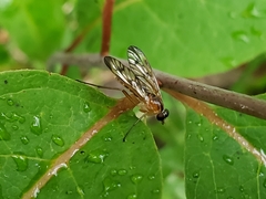 Rhagio albicornis