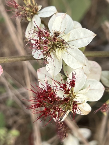 Combretum racemosum (Combretum racemosum)