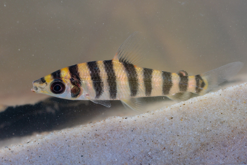 Leporinus