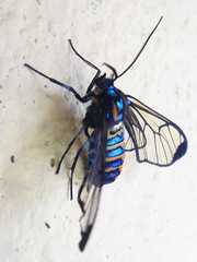 Gymnelia
