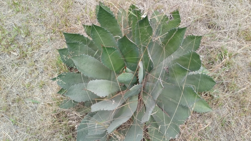 Agave inaequidens