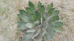 Agave inaequidens