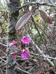 Comparettia falcata