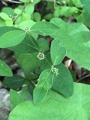 Euphorbia mercurialina