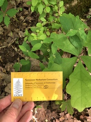 Euphorbia mercurialina