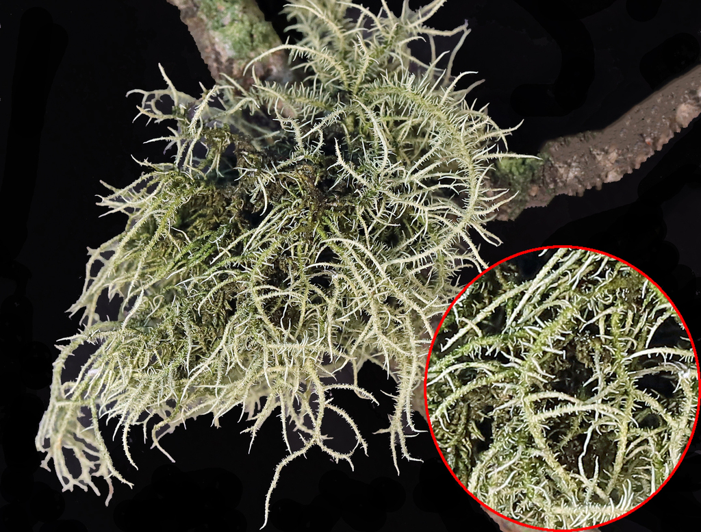 Bristly Beard Lichen