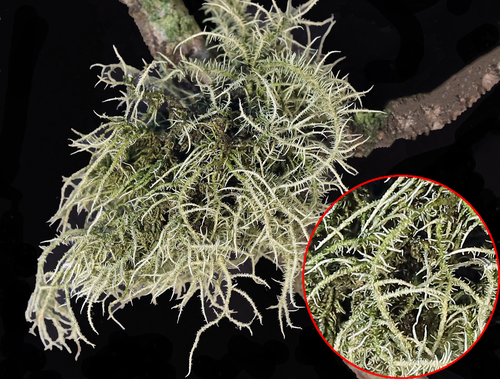 Bristly Beard Lichen