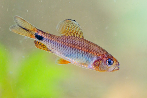 Crenuchus