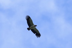 Sarcoramphus papa image