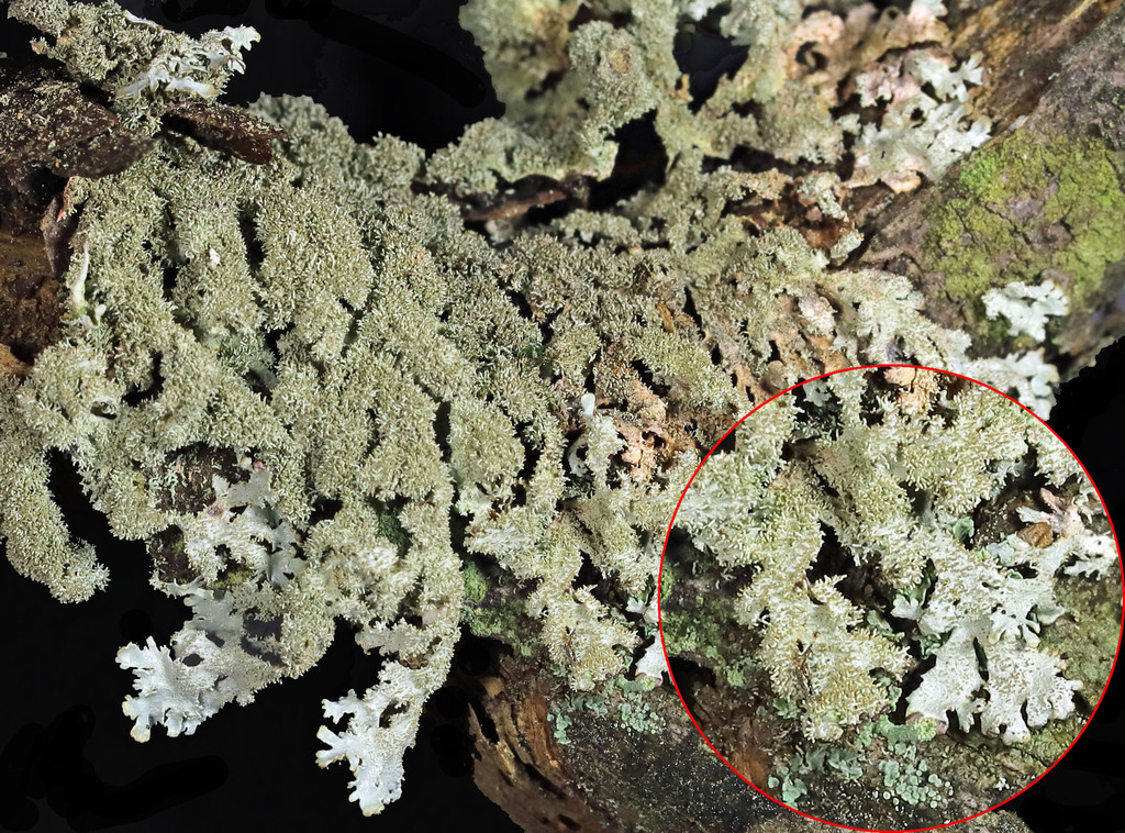 Salted Starburst Lichen