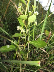 Gymnosporia markwardii