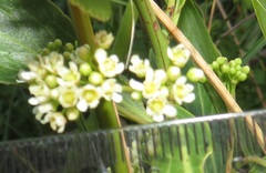 Gymnosporia markwardii