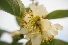 Actinidia