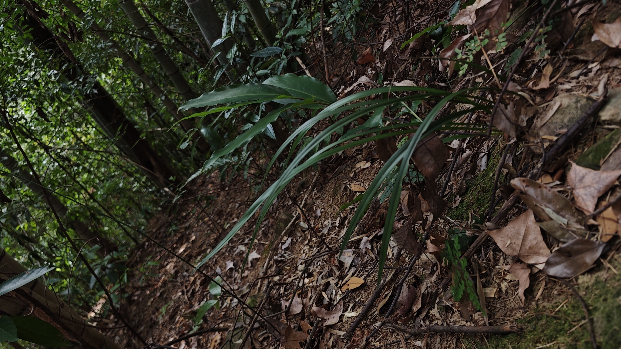 Imagem de Orquídea-bambu