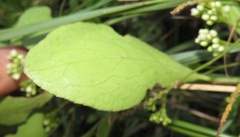 Gymnosporia markwardii