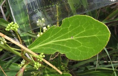 Gymnosporia markwardii