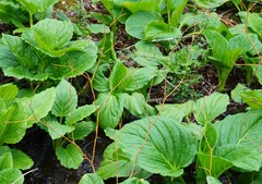 Aurantioporthe corni