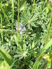 Icaricia icarioides missionensis