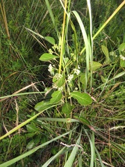 Gymnosporia markwardii