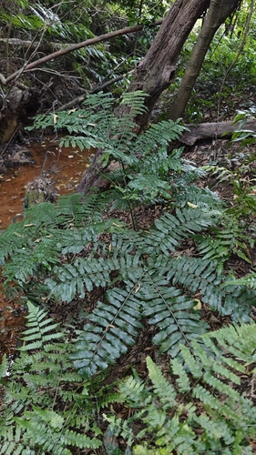 Angiopteris fokiensis iNat (2)