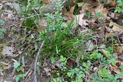 Ornithogalum umbellatum