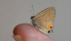 Electrostrymon hugon